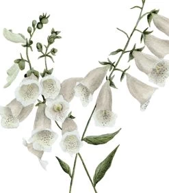 WELLINGTON Set Van 2 Kinderposters - Bloemen Botanicals -Woninginrichting fa9ff4c414ce4ec2a1bff8e73a5d4f1b